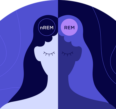 Why We Sleep fourth chapter